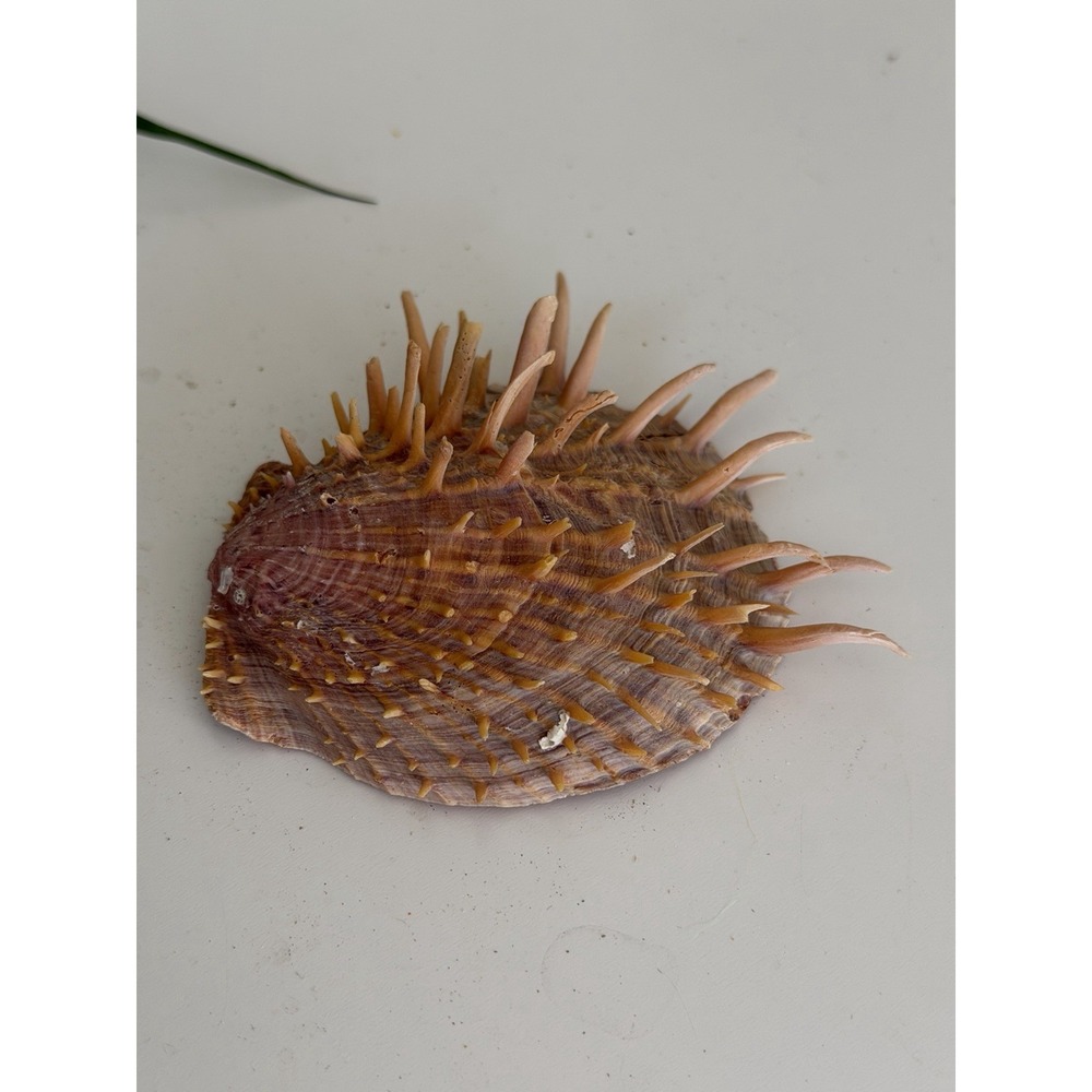 Rare Spondylus Spinosus Spiny Thorny Oyster Shell Valve 3.25" Marine Collector